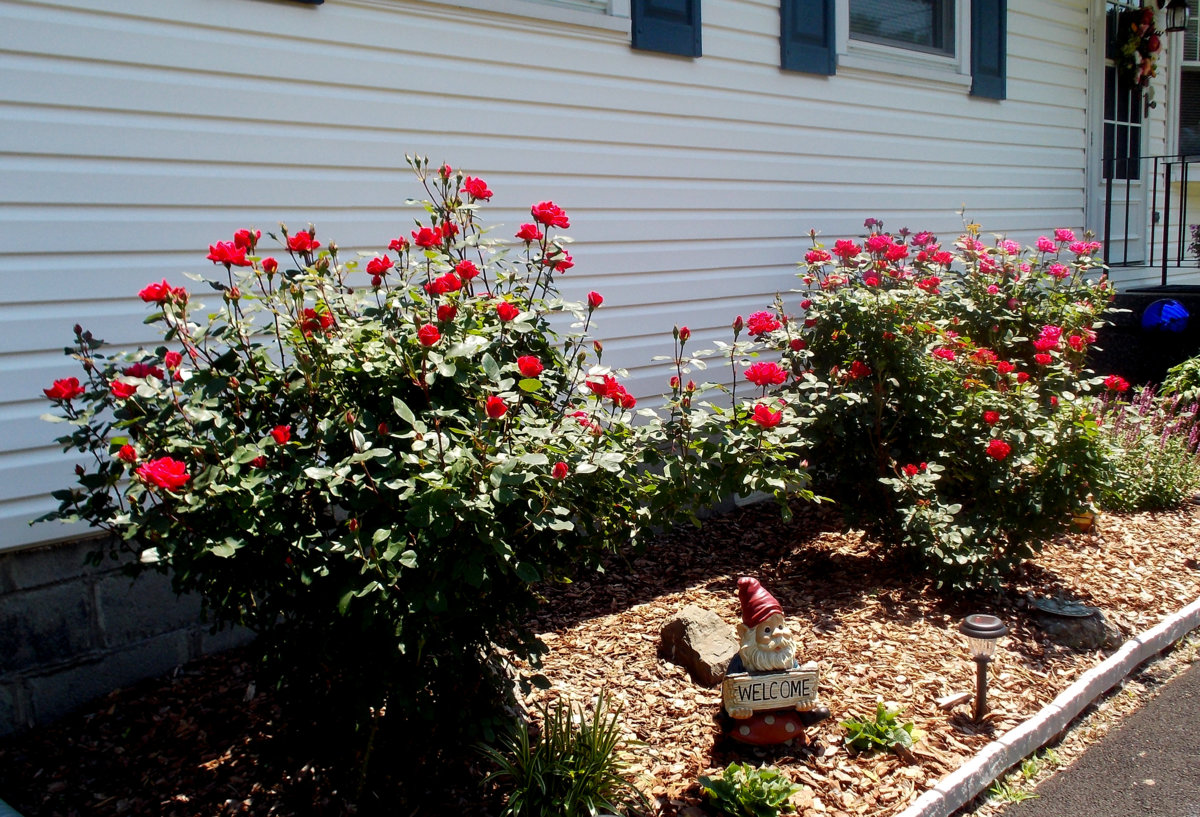 roses.jpg