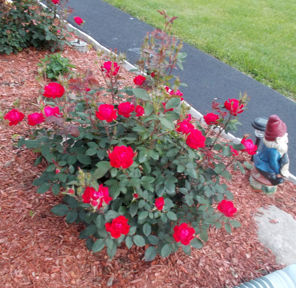 roses.jpg