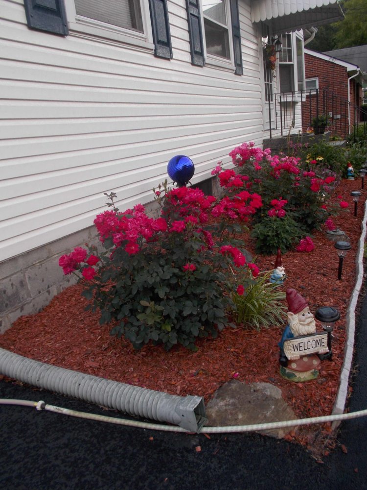 roses.jpg