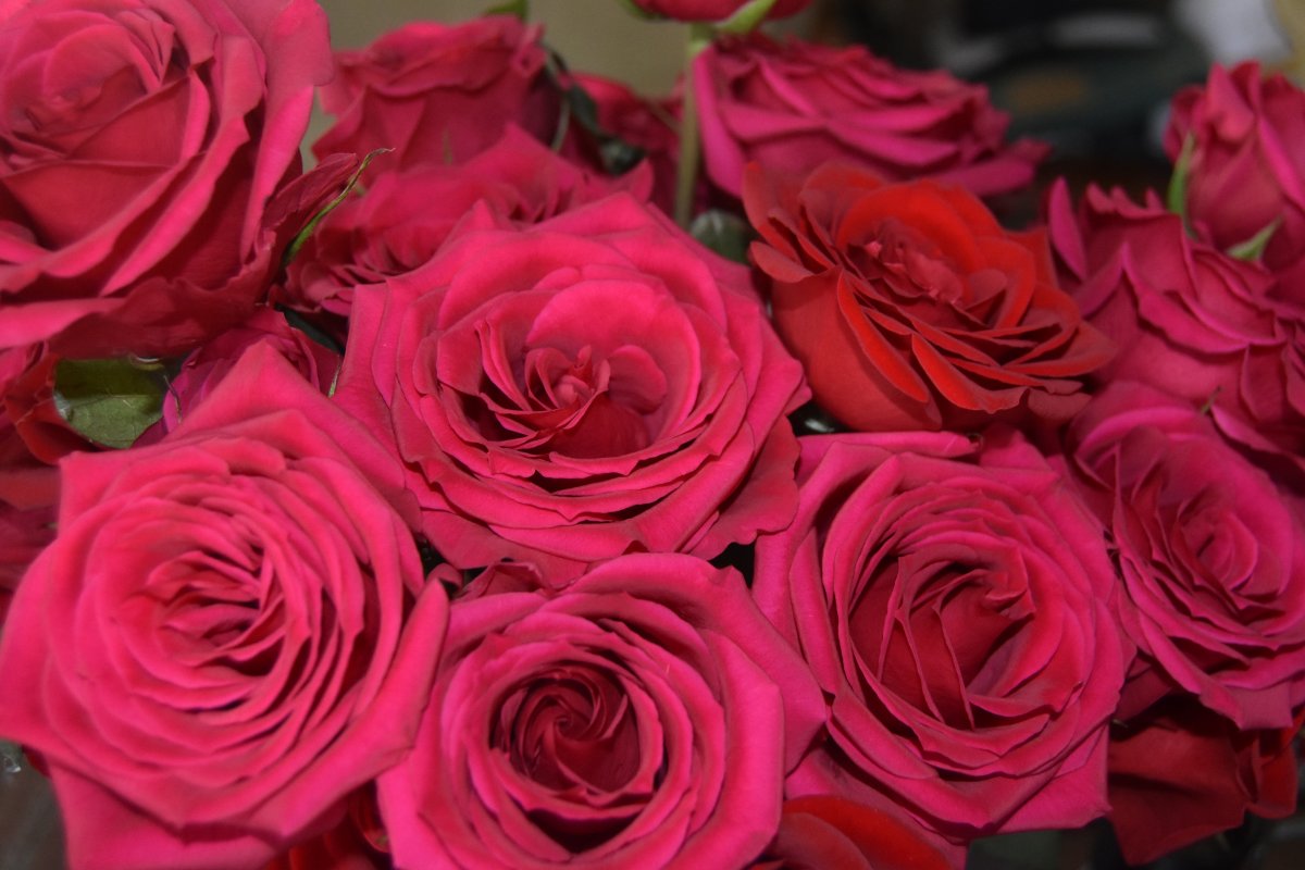 roses.jpg