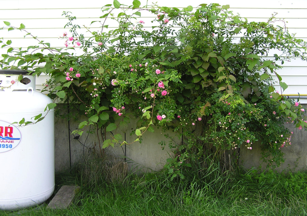 RosesTrellisesBehindHouse.JPG