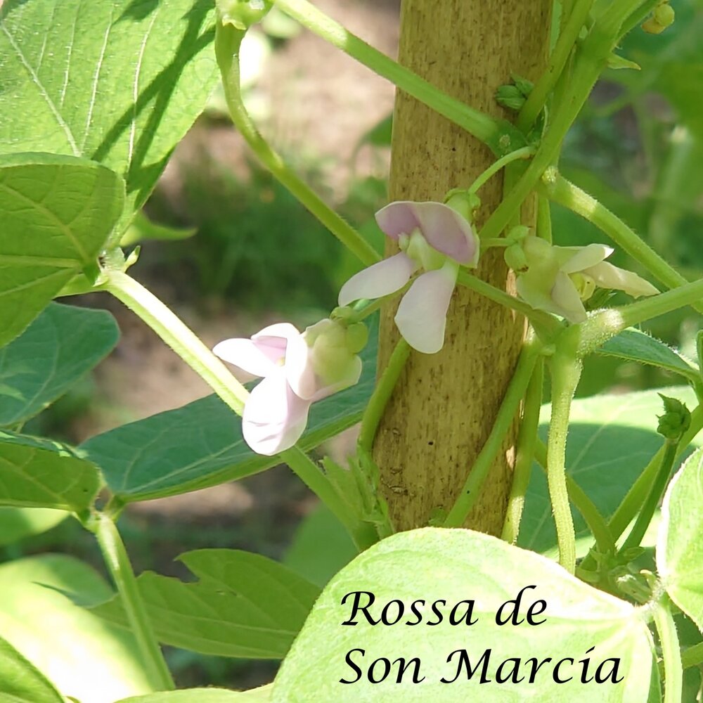 Rossa_de_Son_Marcia_b_2025.jpg
