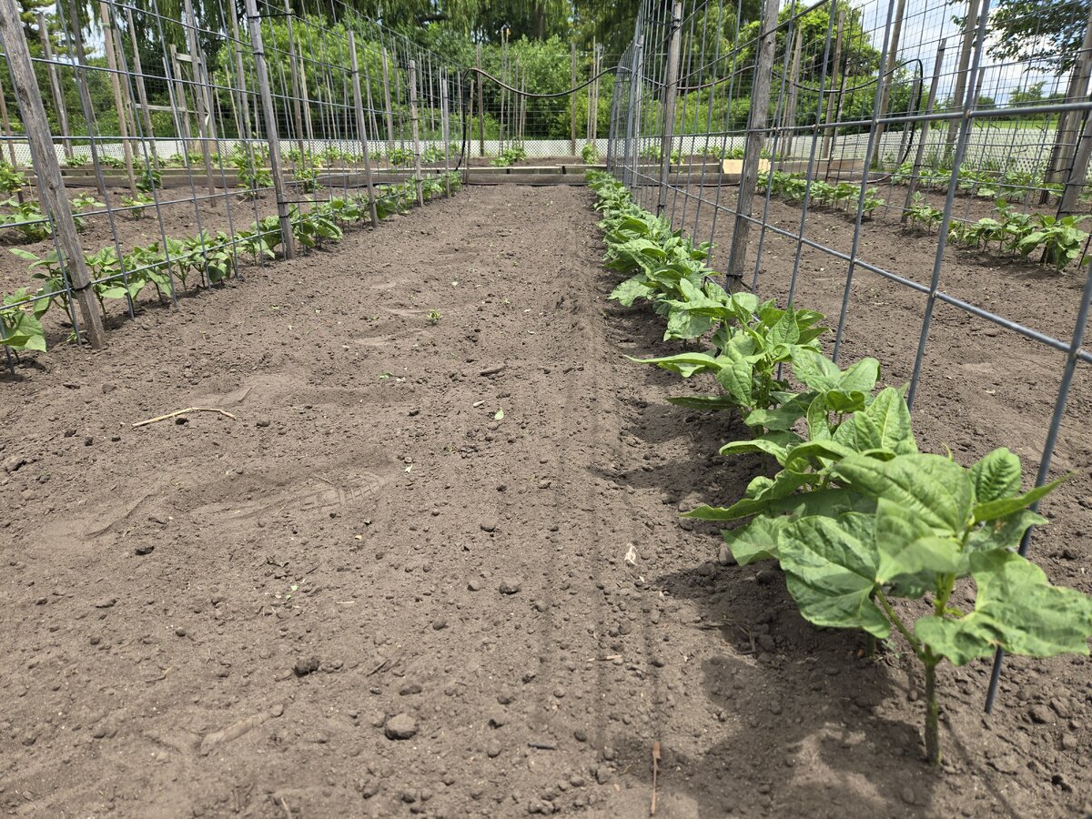 Row 3 Semi Runners West Bed 6-24-25.jpg