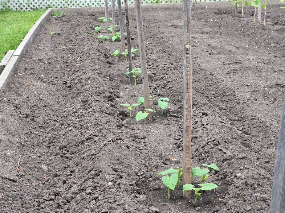 Row Of Louisiana East Bed June 2025.jpg