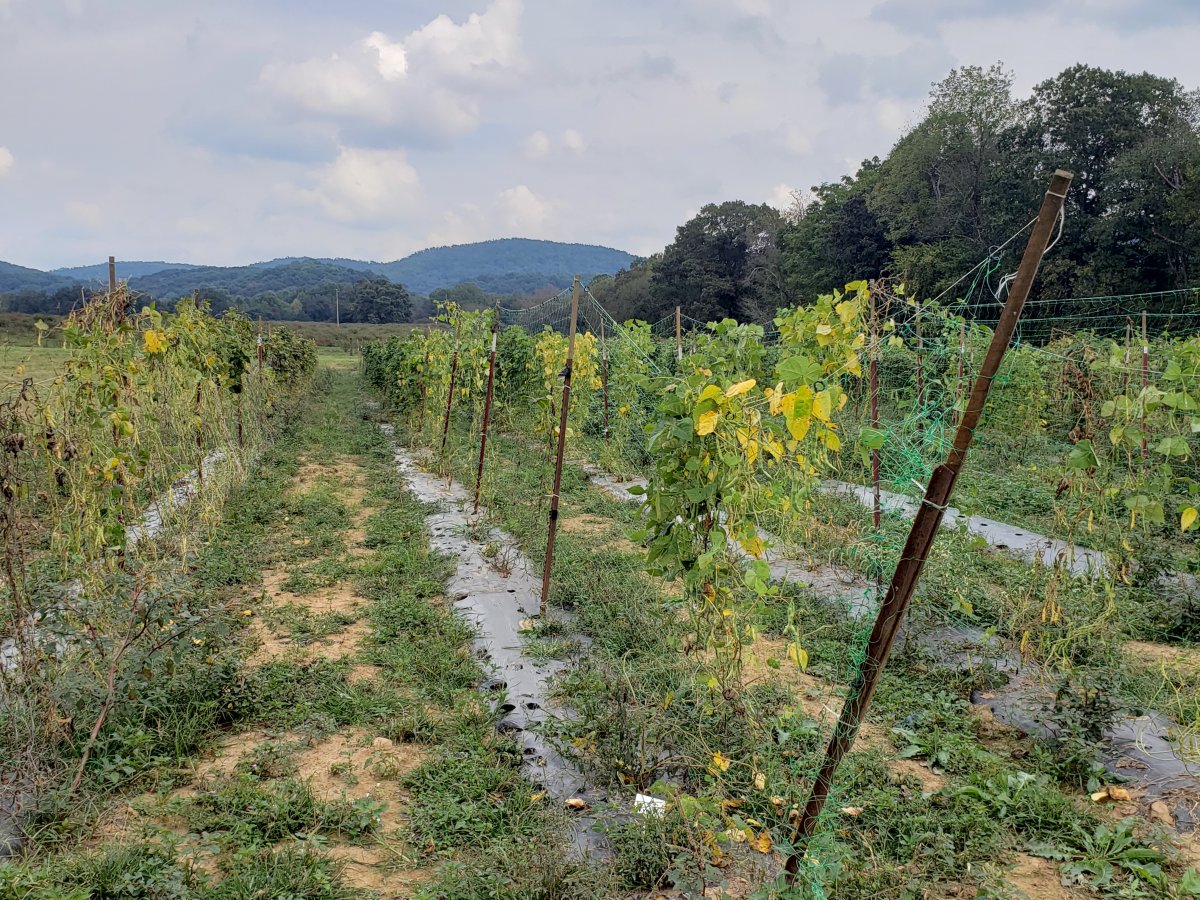Rows of Beans Growing in their field.jpg