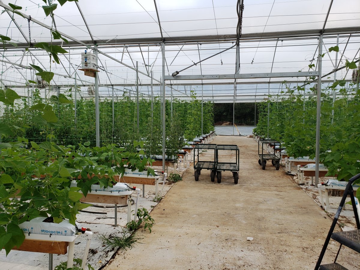 Rows Of Beans In Greenhouse.jpg