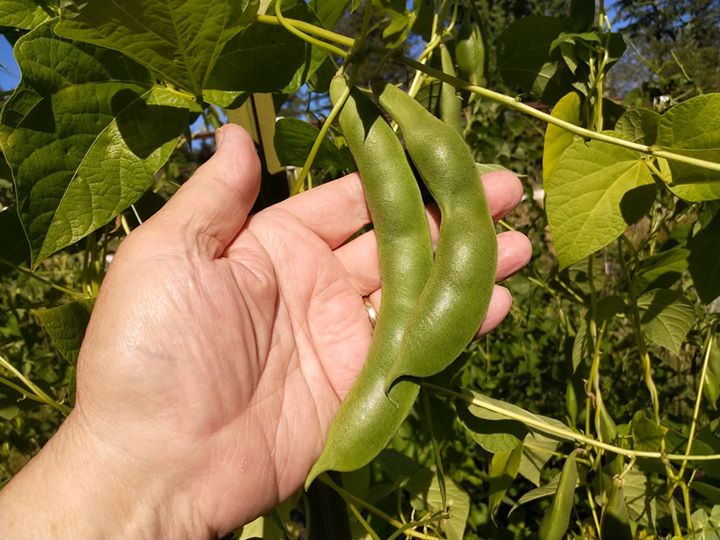 Royal Corona Runner Bean.jpg