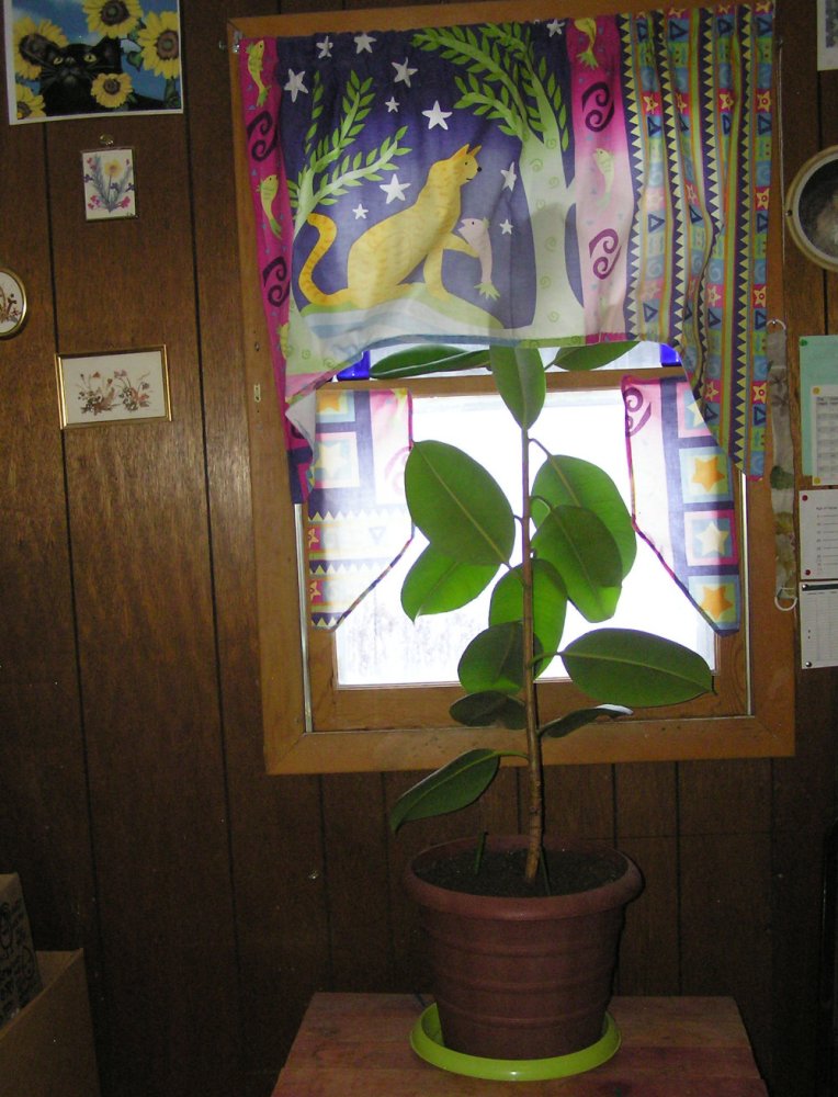 RubberTree1.JPG