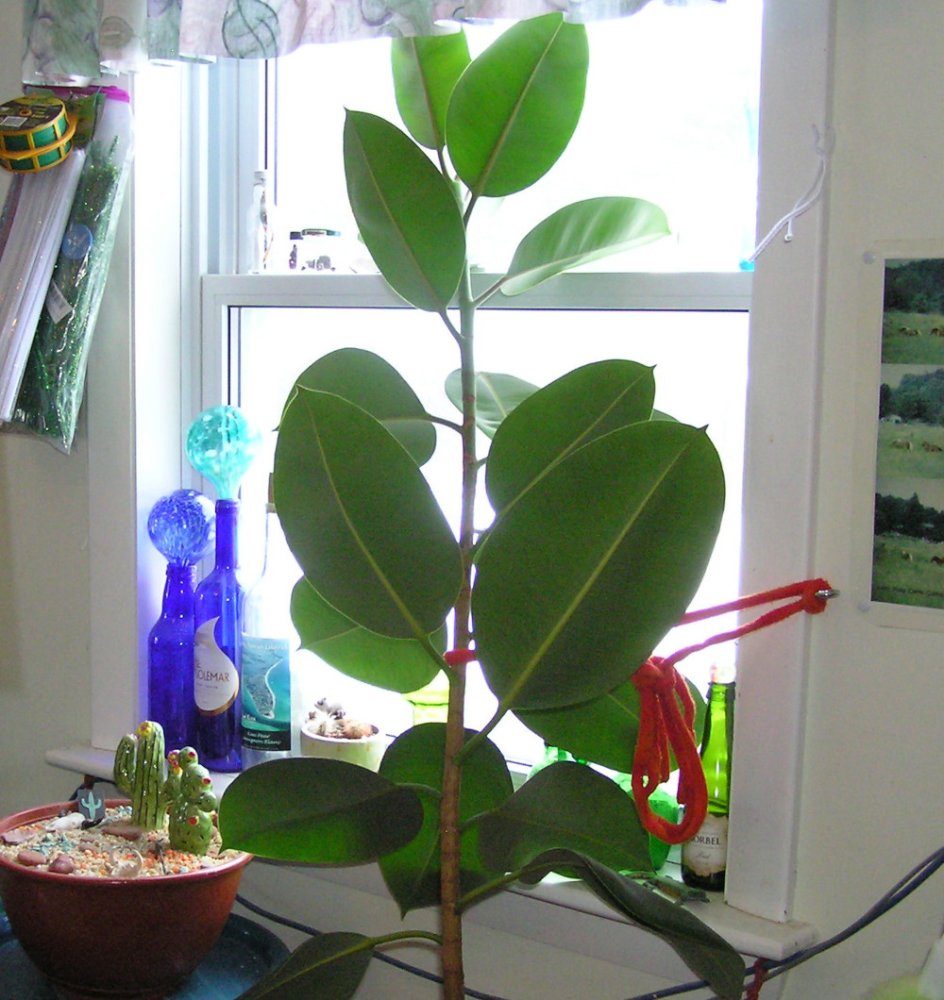 RubberTree2.JPG