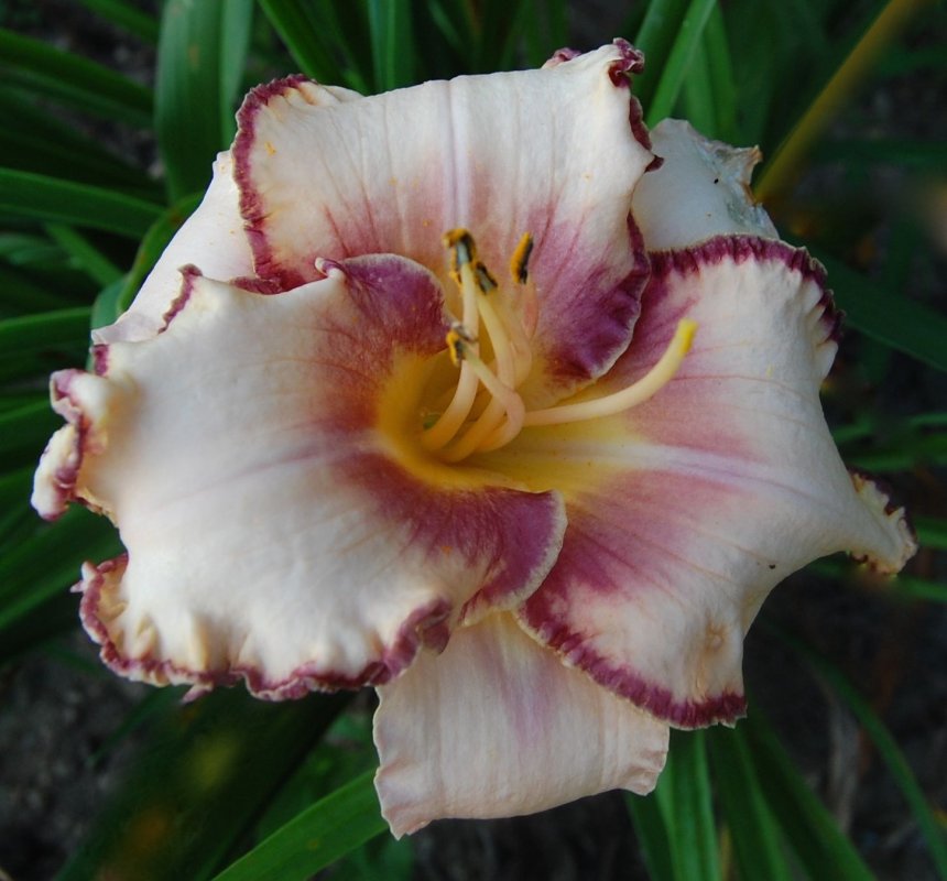 ruffled pink 8:9:14.jpg