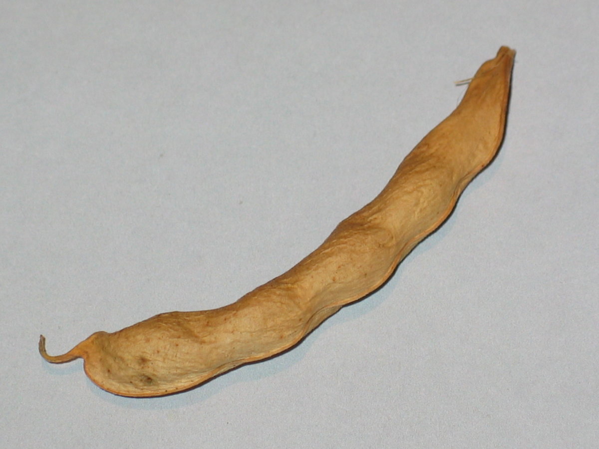 Rustproof Golden Wax #2.jpg