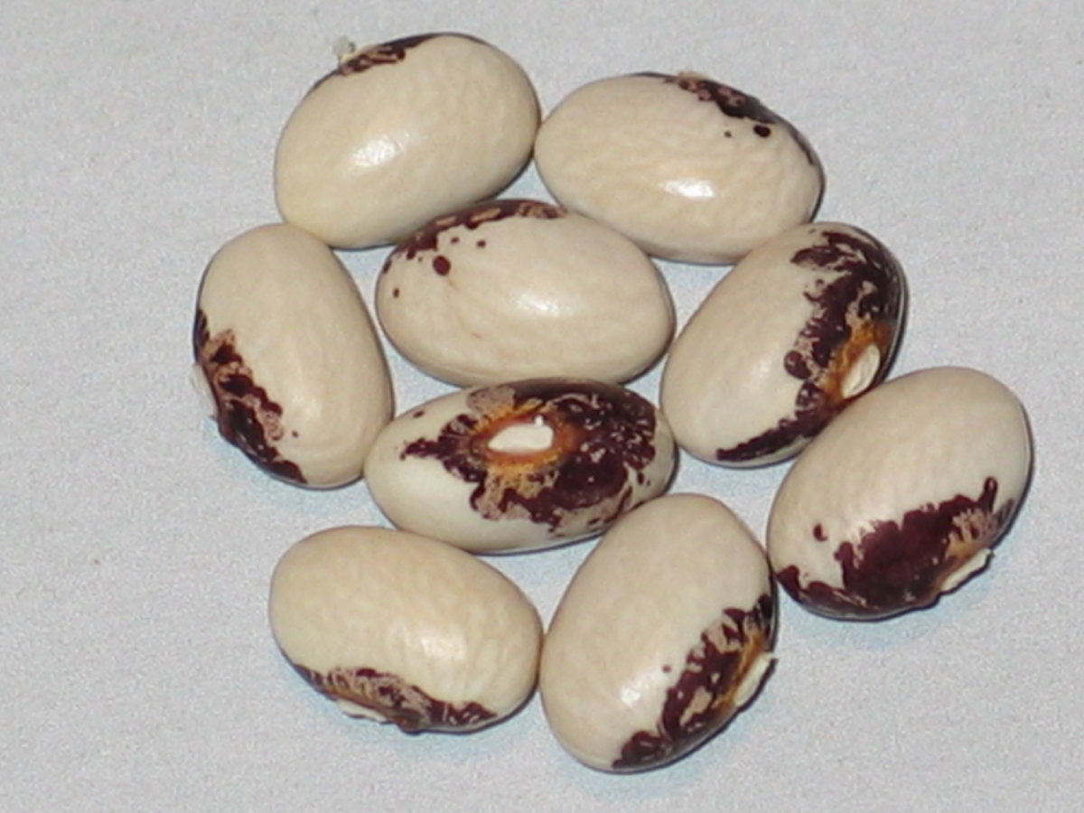 RustProof GoldenWax Dirix.jpg