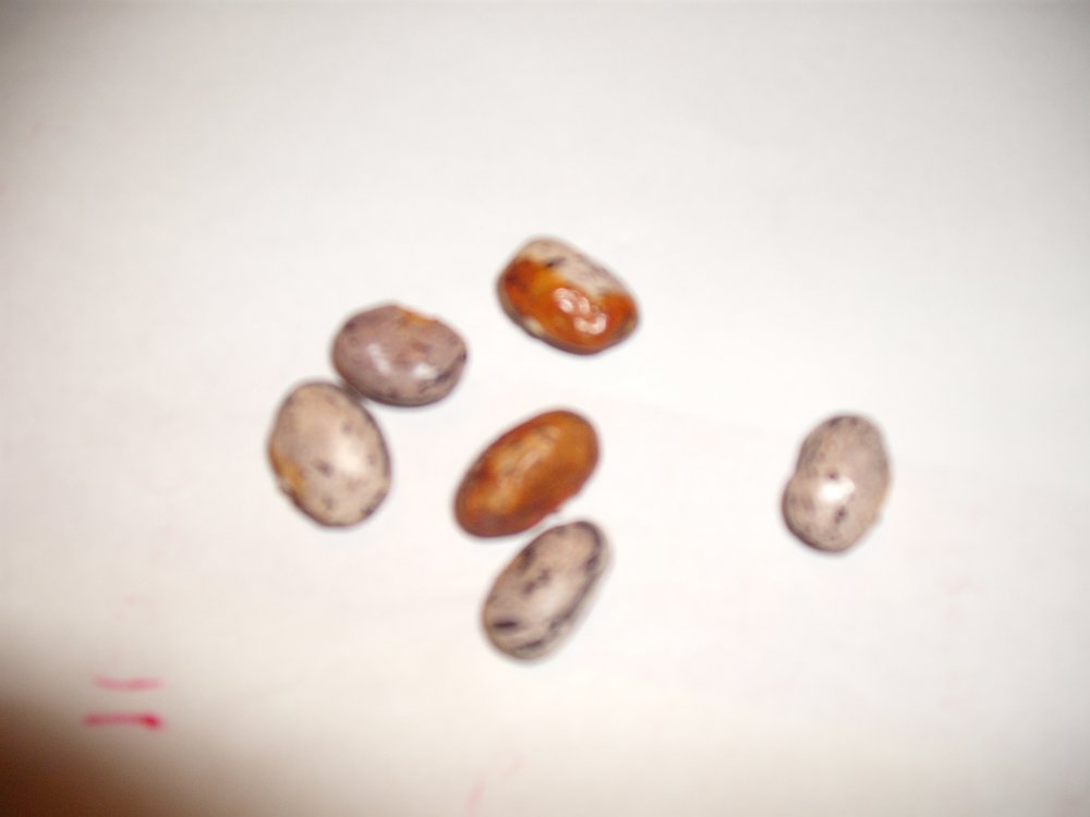 Rusty Bean.JPG