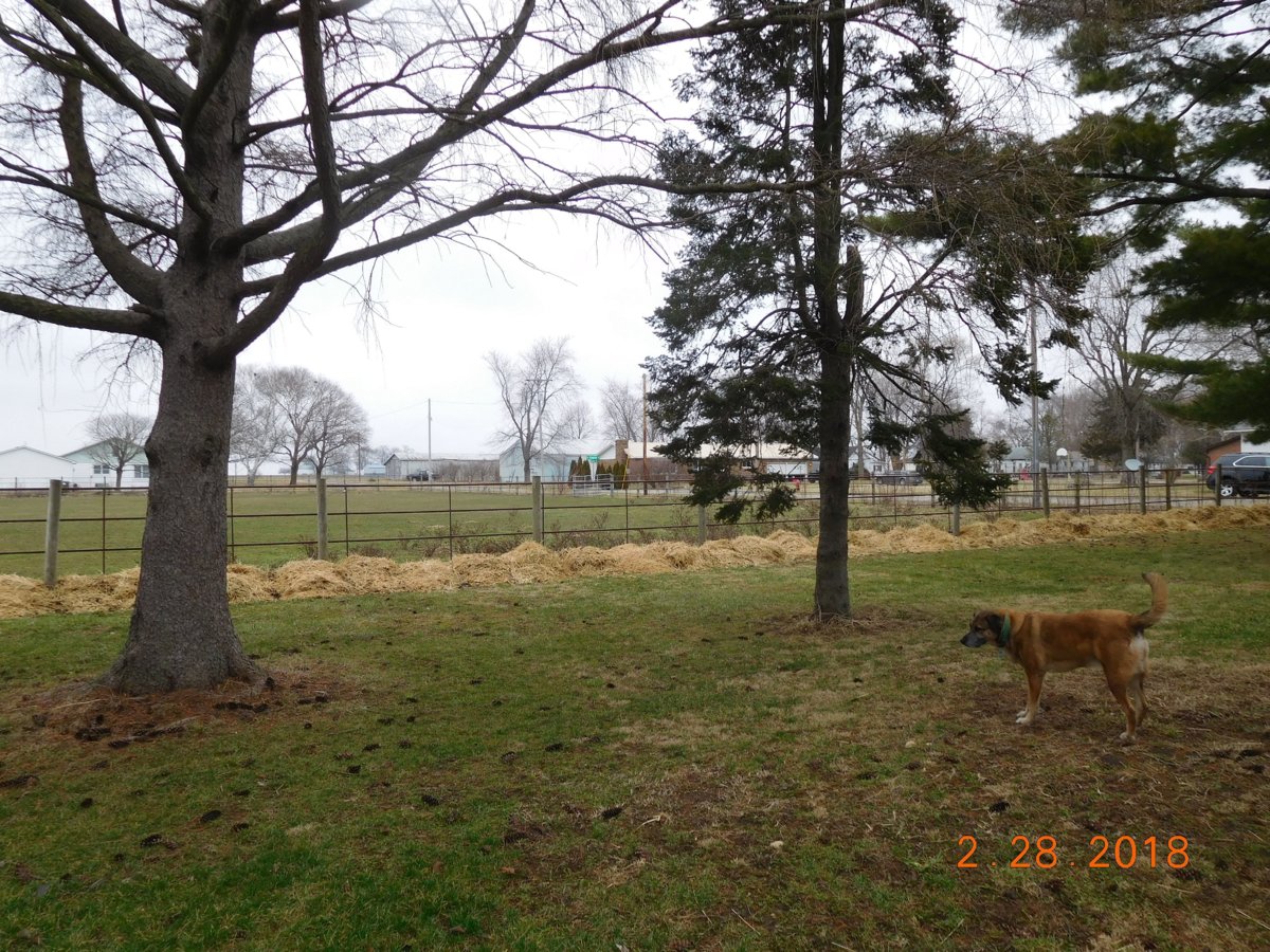 S side of N Pasture burdock fenceline cover, 2018.jpg