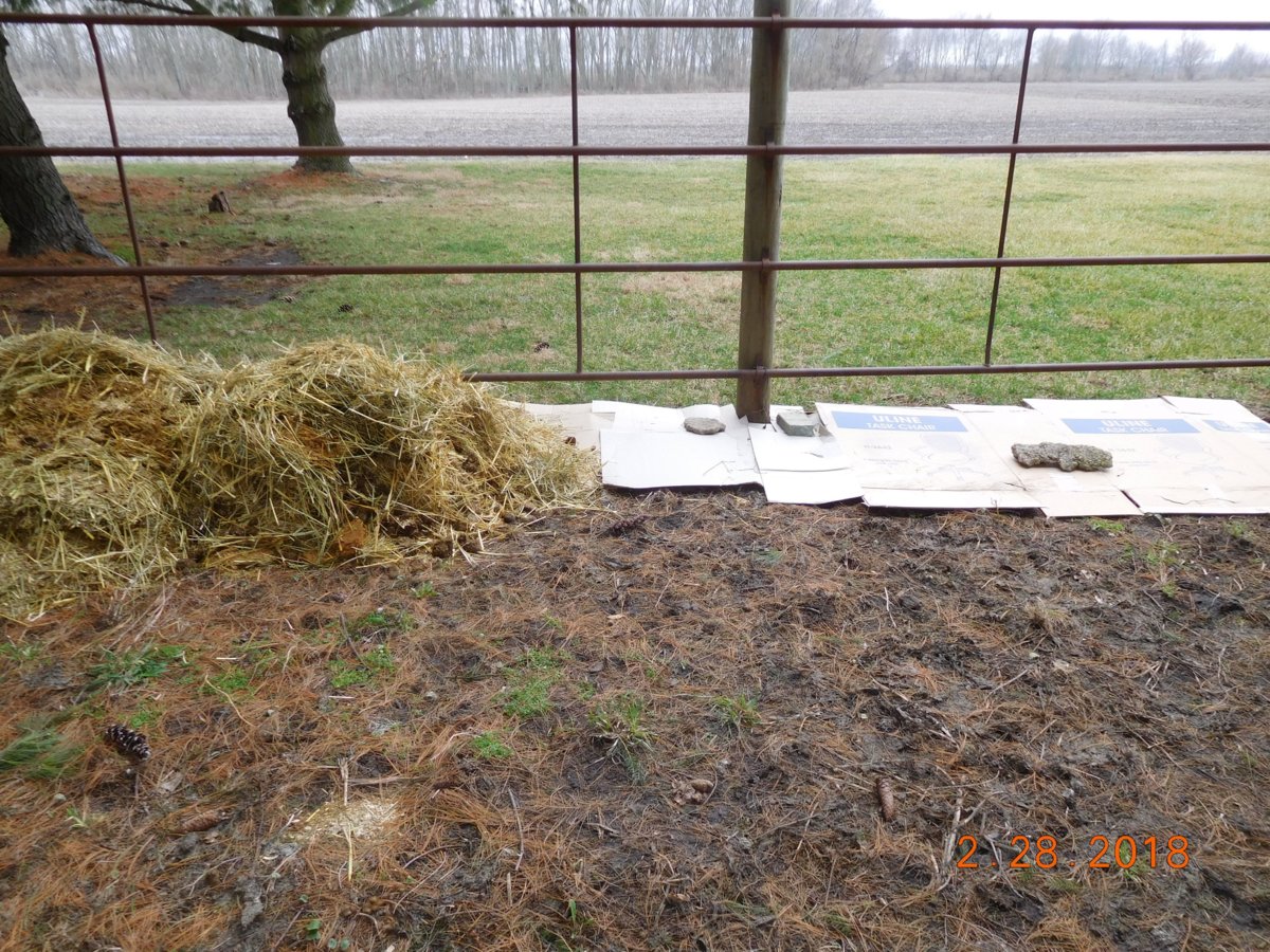 S side of S Pasture burdock fenceline, 2018.jpg