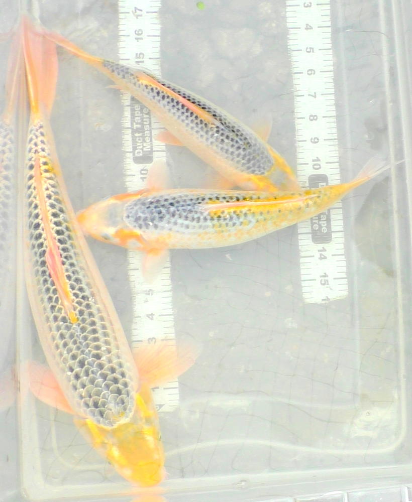 S1010232.jpg