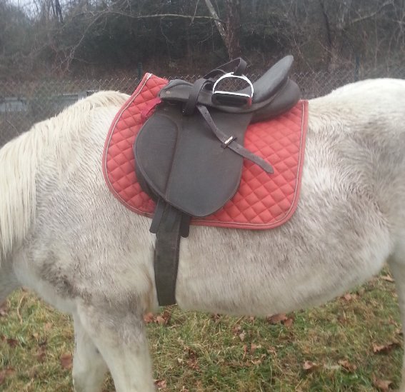 saddle.jpeg