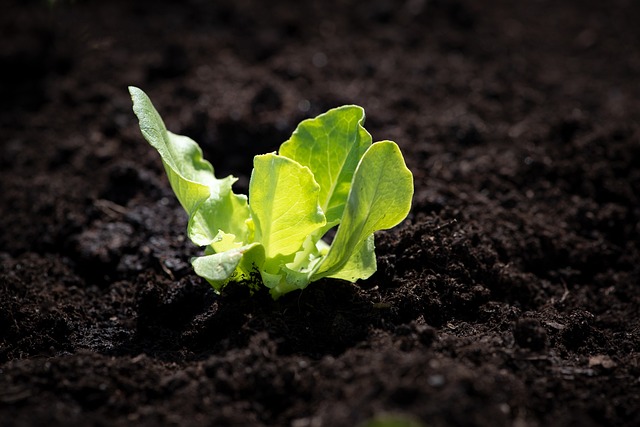 salad-seedling-g989c49853_640.jpg