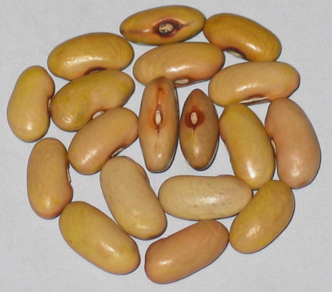 salt springs gold.jpg