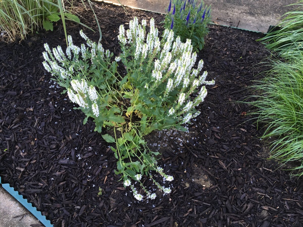salvia.JPG