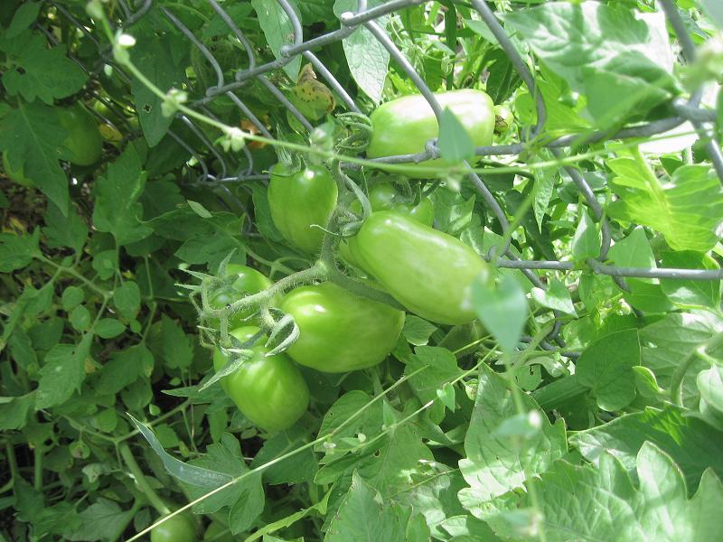 San Marzano tomatoes.jpg