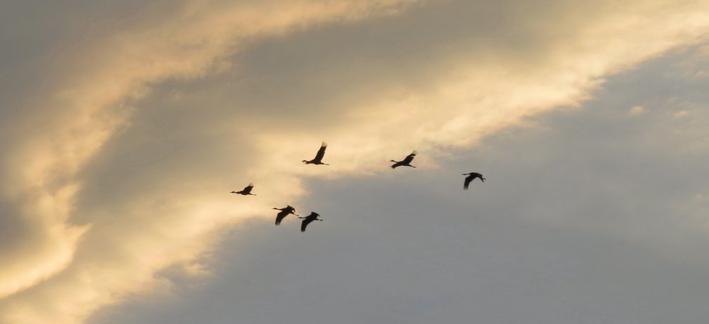sandhill cranes 2.JPG
