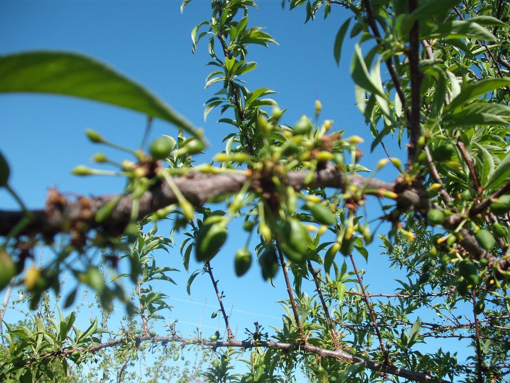 Santa Rosa Plum.JPG