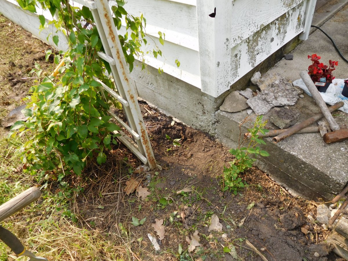 Sapling by the clematis gone, 06-01-19.jpg