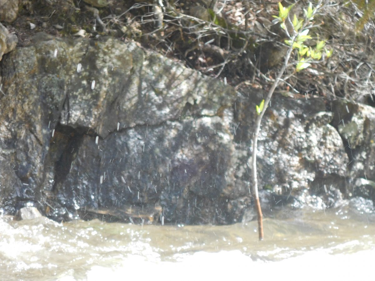 Sapling, drought and creek survivor, June 18th.jpg