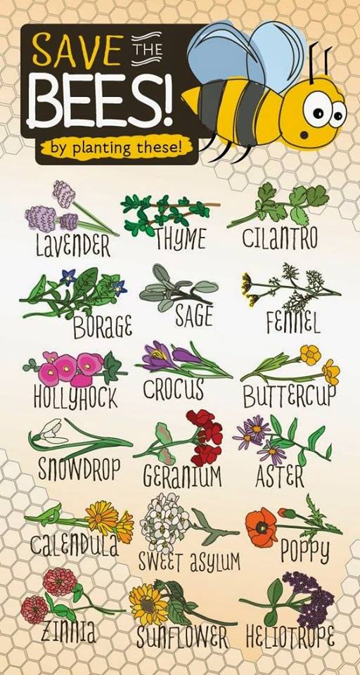 save the bees plants.jpg