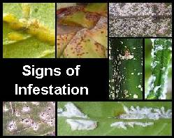 scale-insect-infestation.jpg