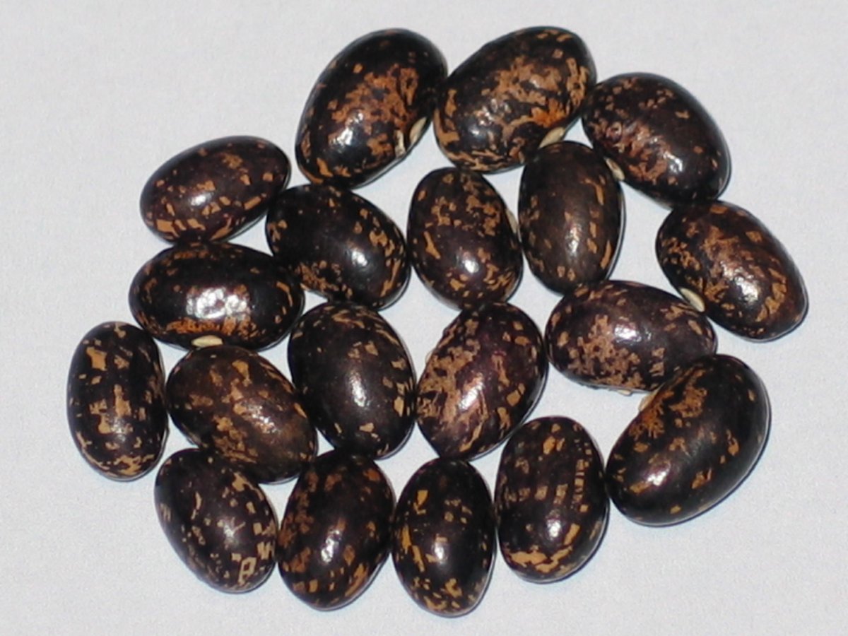 Schwarze-Witwe#30.JPG