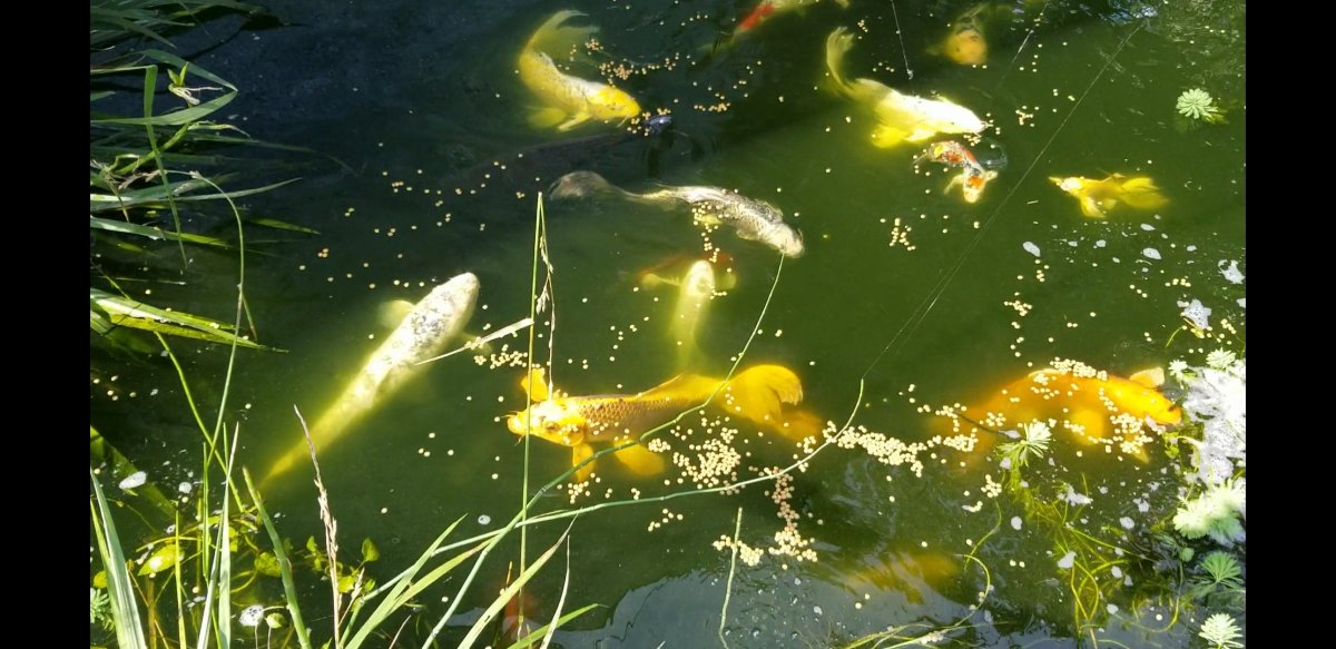 Screenshot_20190714-110856_Video Player.jpg
