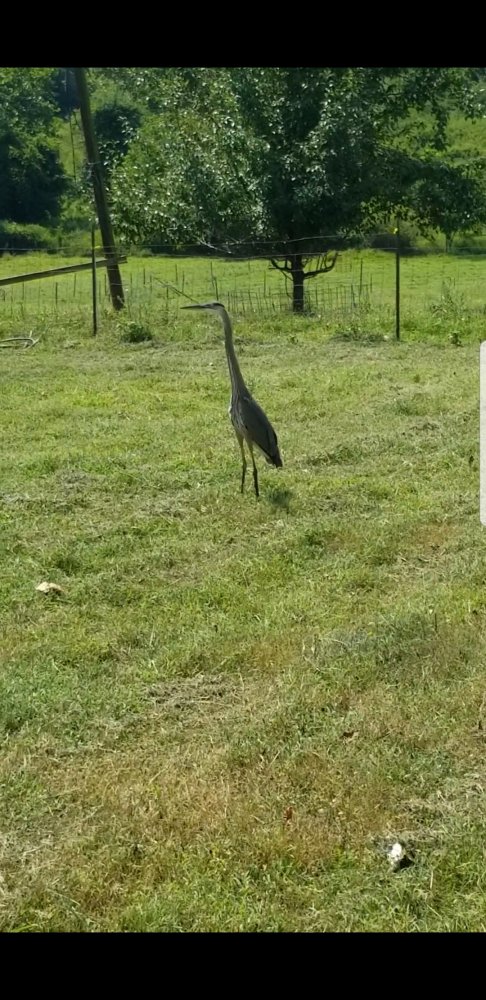 Screenshot_20190730-160105_Video Player.jpg