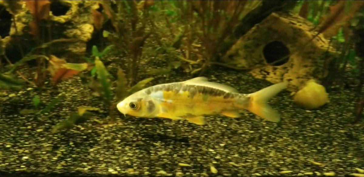 Screenshot_20200731-092500_Video Player.jpg