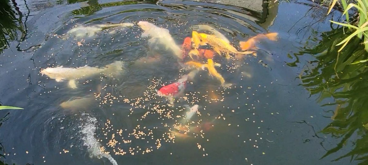 Screenshot_20210408-222147_Video Player.jpg