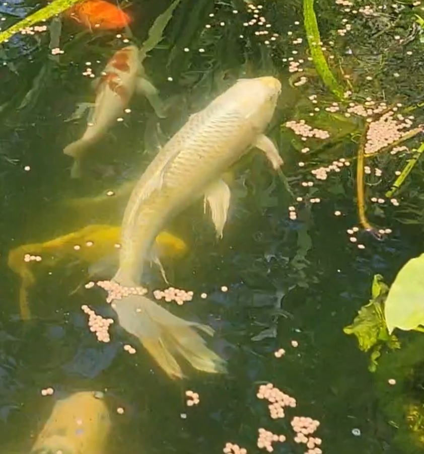 Screenshot_20210601-155034_Video Player.jpg