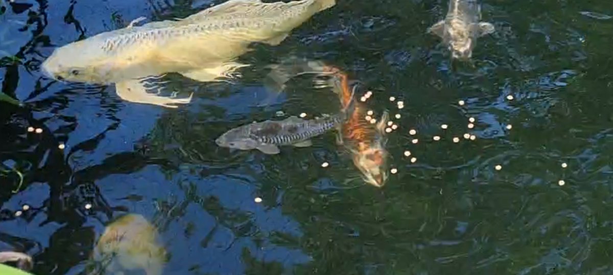 Screenshot_20210613-110322_Video Player.jpg