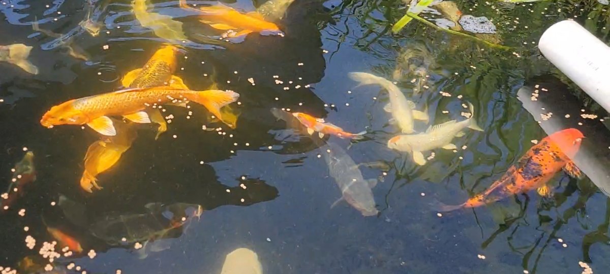 Screenshot_20210808-120206_Video Player.jpg
