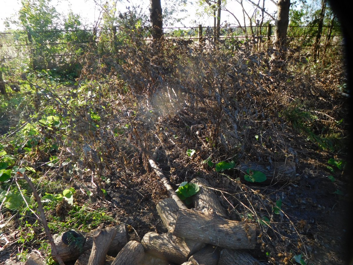 Sea of Burdock, 10-13-19.JPG
