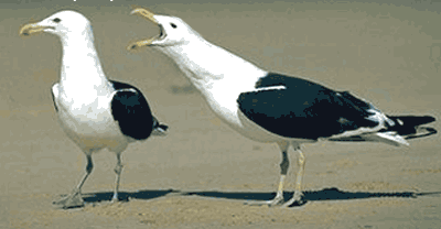 securedownload[1].gif