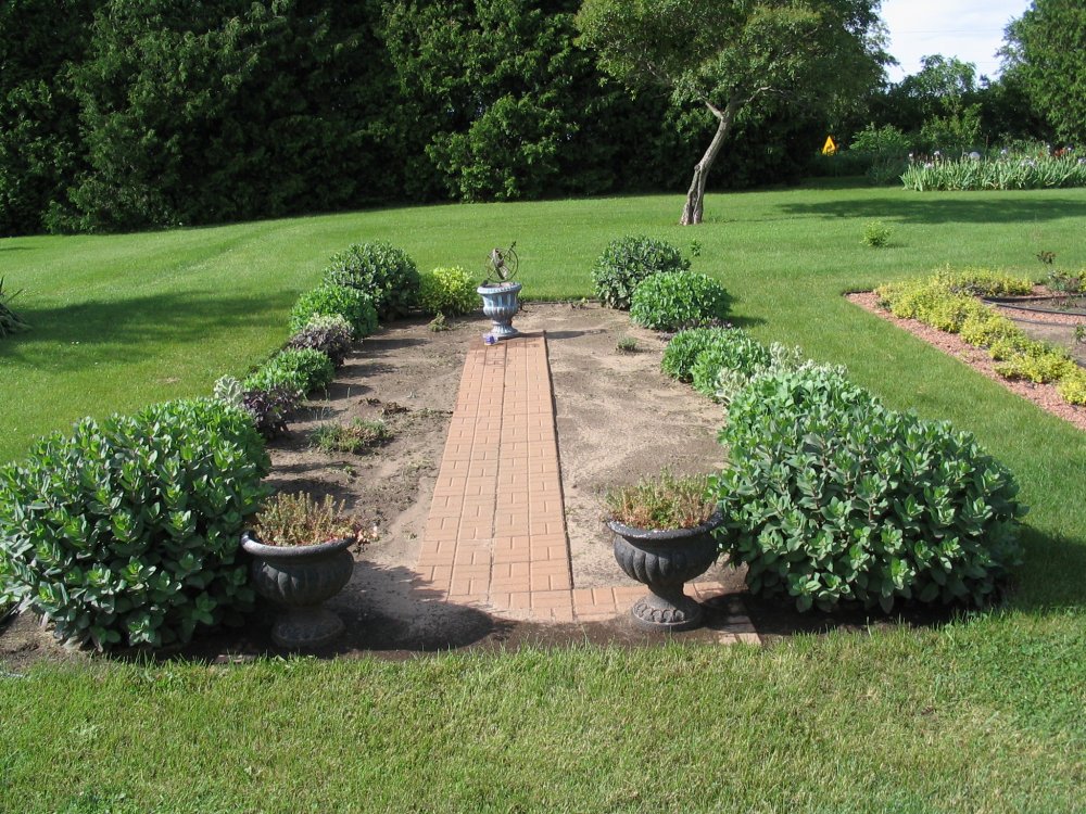 Sedum \'hedge\'.JPG