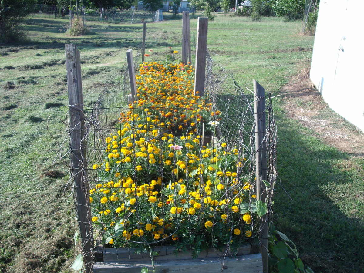 Seed bed.JPG