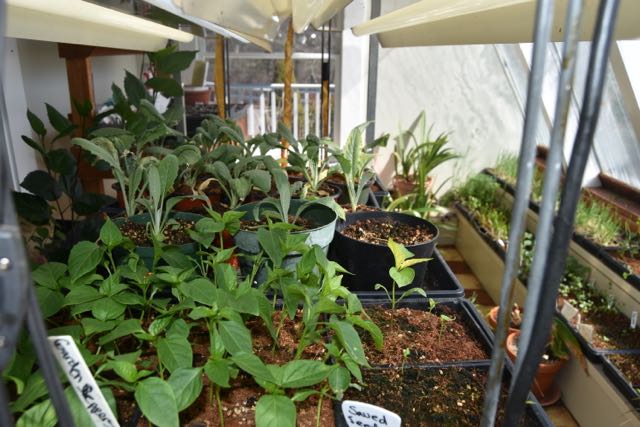 seedling 2 2017.jpg