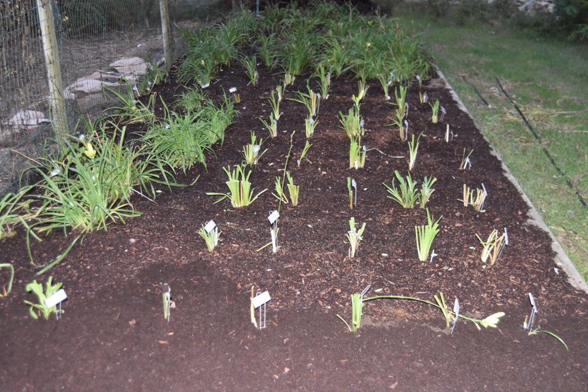 seedling bed teg.jpg