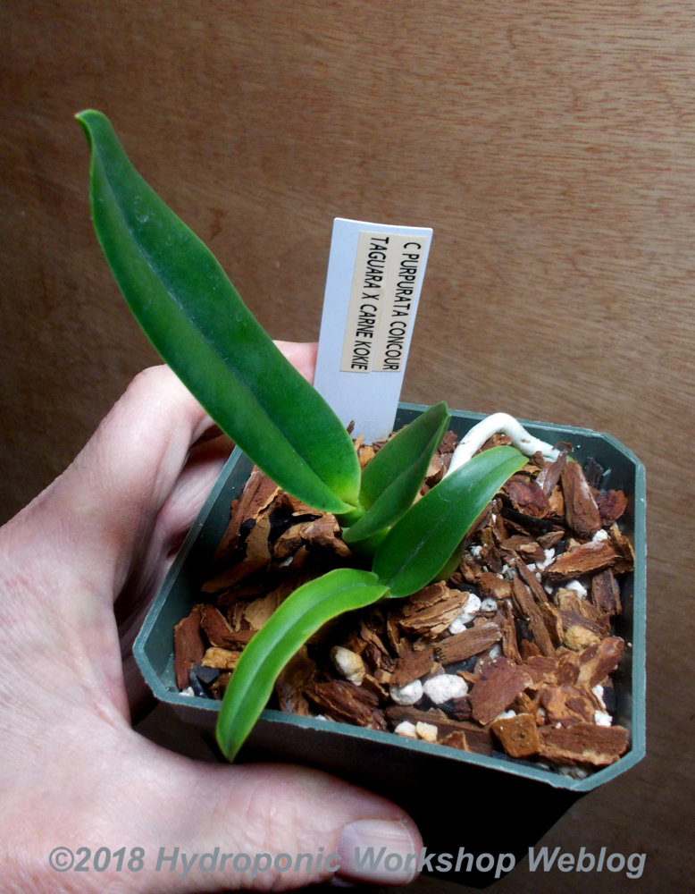 seedling.jpg