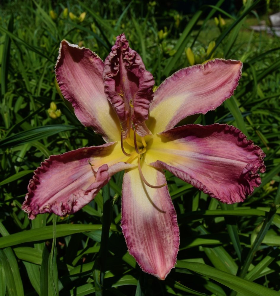 seedling teg.jpg