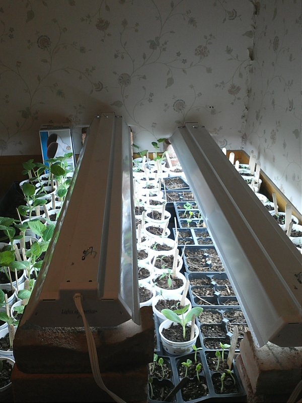 Seedlings 2014.jpg