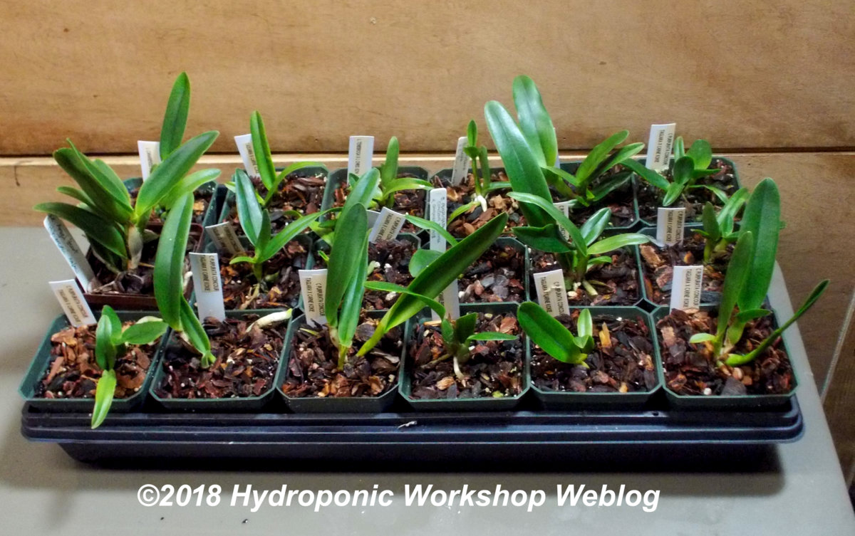seedlings.jpg