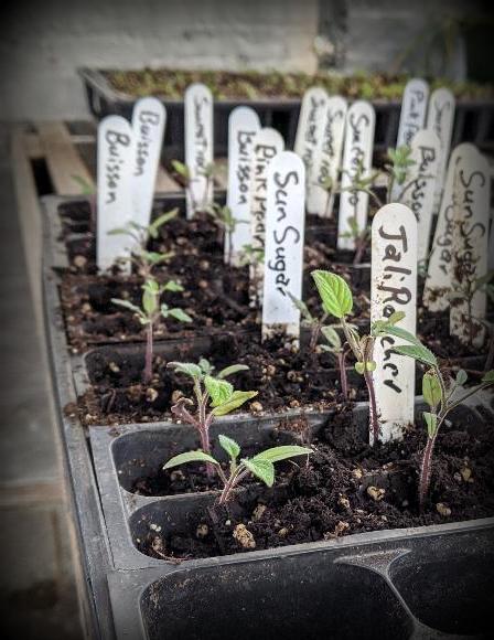 seedlings!.jpg